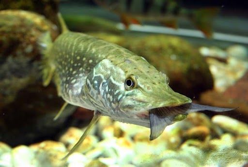 Out of this World Fishing