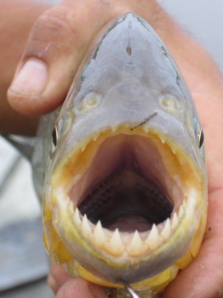 Out of this World Fishing