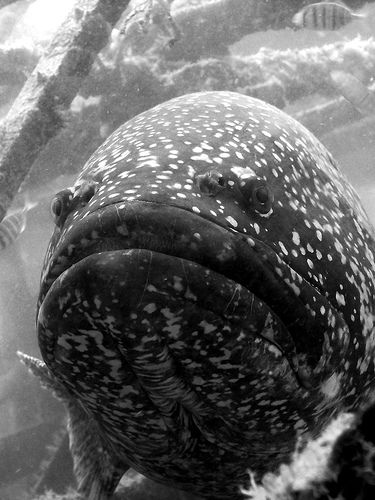 Out of this World Fishing