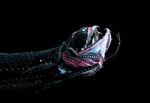 Out of this World Fishing