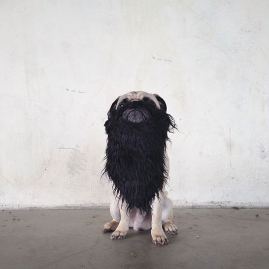 Meet Norm - Pug With the Best Selfies On The Internet