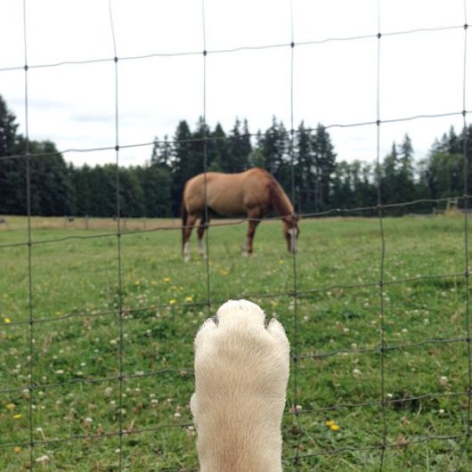 Meet Norm - Pug With the Best Selfies On The Internet