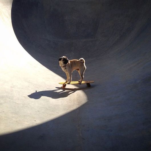 Meet Norm - Pug With the Best Selfies On The Internet