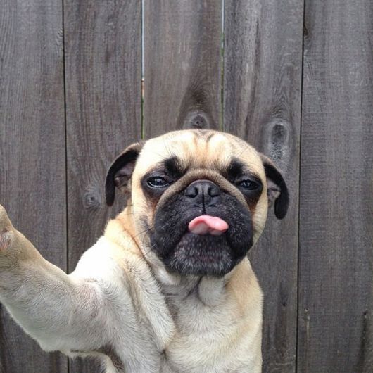 Meet Norm - Pug With the Best Selfies On The Internet