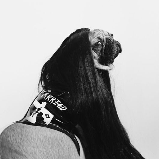 Pug Does Halloween Better Than You