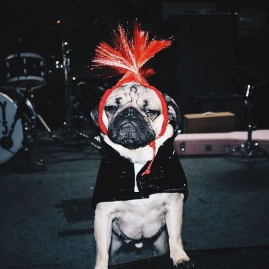 Pug Does Halloween Better Than You