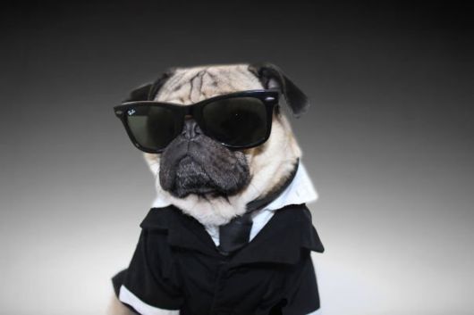 Pug Does Halloween Better Than You