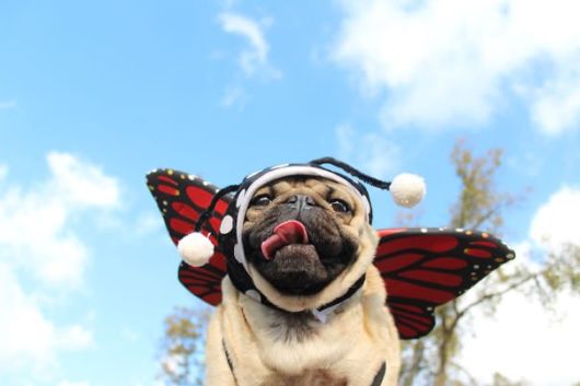 Pug Does Halloween Better Than You