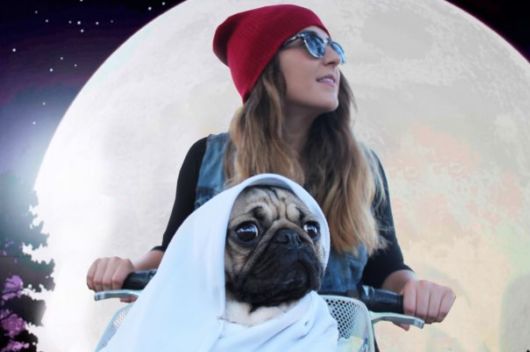 Pug Does Halloween Better Than You