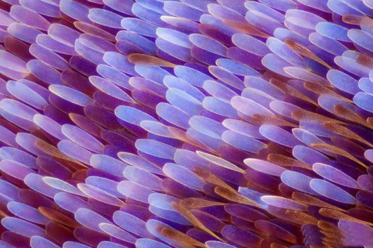 Stunning Macro Photographs Of Butterfly Wings