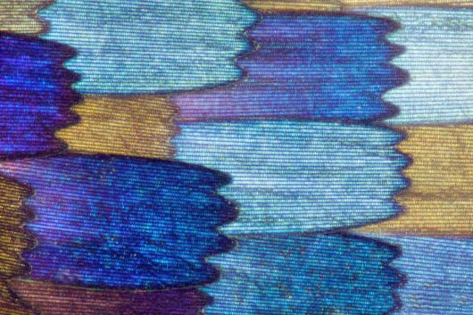 Stunning Macro Photographs Of Butterfly Wings