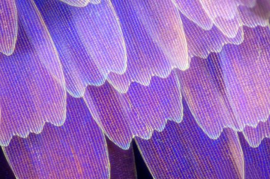 Stunning Macro Photographs Of Butterfly Wings