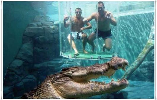 Swimming With The Crocodiles