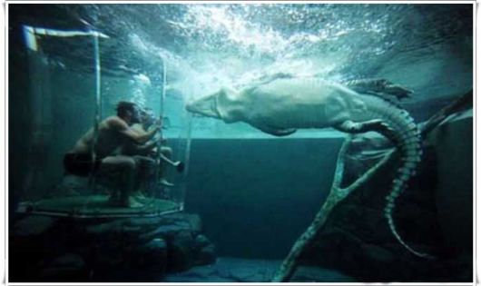 Swimming With The Crocodiles