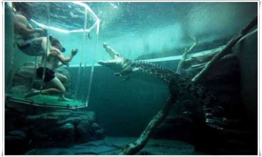 Swimming With The Crocodiles