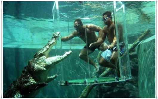 Swimming With The Crocodiles
