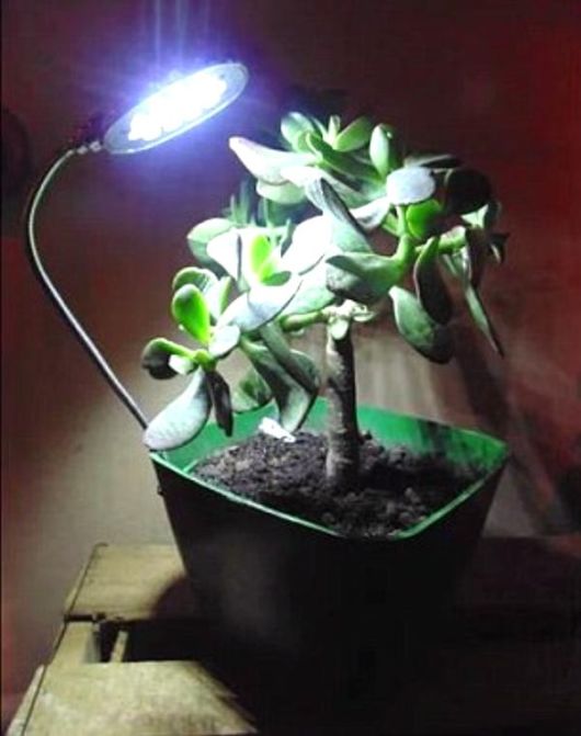 Amazing E-Kaia Will Charge Your Gadgets Via Plants